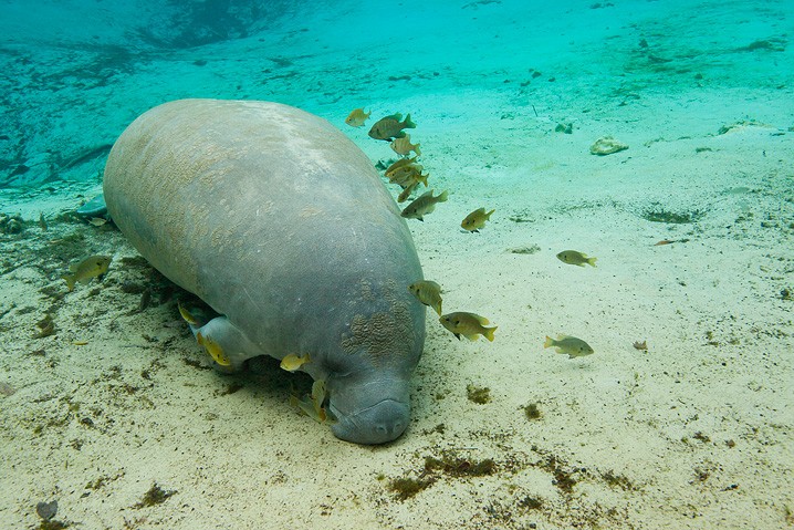 Karibik-Manati Trichechus manatus West Indian Manatee